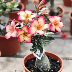 Hạt giống hoa sứ Thái Lan 5 cánh màu vàng viền hồng - Bịch 10 hạt – Mã 1771 804530
