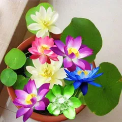 Hạt giống hoa sen 7 màu mini - Hạt giống hoa sen ngũ sắc mini ra hoa quanh năm – Bịch 10 hạt – Mã 1394