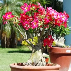 Hạt giống hoa sứ Thái Lan Bonsai cây lùn thân to mix màu hồng trắng - Bịch 10 hạt – Mã 1115 804730