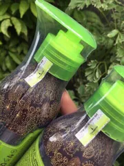 TINH DẦU MACADAMIA CAO CẤP PHỤC HỒI TÓC HƯ TỔN MỸ 125ml 808794