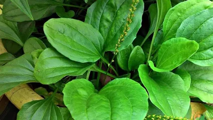 Cây mã đề tươi sạch lợi tiểu thanh nhiệt lợi mật, chống viêm, trừ đờm, giảm ho, cầm tiêu chảy, sáng mắt..