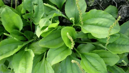 Cây mã đề tươi sạch lợi tiểu thanh nhiệt lợi mật, chống viêm, trừ đờm, giảm ho, cầm tiêu chảy, sáng mắt..