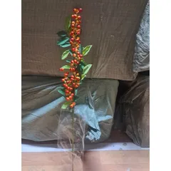 lá táo đồng, rẻ quạt, cành tim vàng, cành đuôi công đồng 817798