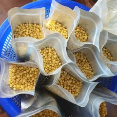 Ngô Nếp Non Sấy Giòn Không Đường - Quà Ăn Vặt Giòn Tan, Giàu Dinh Dưỡng, Thích Hợp Cho Mọi Nhà