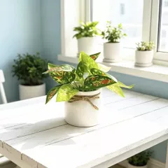 Chậu cây trầu bà nhựa kích thước 16cm trang trí,deco phòng ấn tượng,làm quà tặng..: