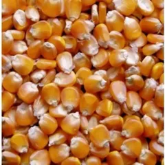 Cám Bắp - Thức Ăn Chăn Nuôi Dê Gà Vịt..Bao 5kg