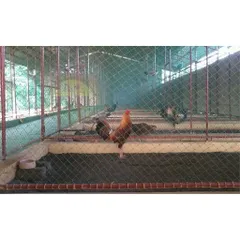 Lưới giàn leo đa năng màu xanh và đen - Dùng rào vườn, làm giàn leo, độ bền cao