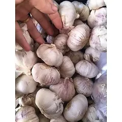 Củ Tỏi To Chắc Loại 1 - Tỏi Thơm Ngon Túi 1 Kg