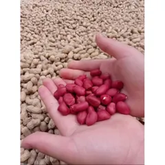 1kg Lạc Đỏ,Lạc Quê Mới Thu Hoạch Bóc Tay