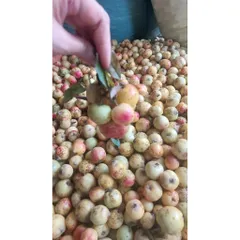 Táo Mèo Má Đào Rừng Tươi Khô Pha Trà, Táo Mèo Cắt Lát  Đặc Sản Yên Bái, Vị Chua Ngọt Thanh Mát, Tốt Cho Tiêu Hóa