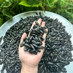 Combo 100 Bổ Củi Khô Kèm 4 Vị Thảo Mộc Tây Bắc