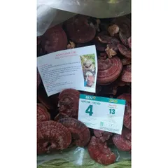 Nấm linh chi, Nấm nguyên cây thảo mộc truyền thống giúp thải độc tăng miễn dịch hỗ trợ tiêu hóa làm đẹp da