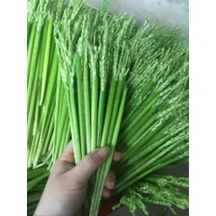 1kg Đòng Đòng Lúa Nếp Cái Hoa Vàng Ngâm Tửu