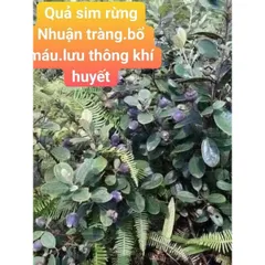 Sim Rừng Khô 1kg, Quả Sim Tự Nhiên, Đóng Túi Tiện Lợi, Ngâm Tửu Bổ Sức Khỏe