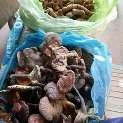 Nấm Lim Xanh, Thảo Dược Tự Nhiên, Hỗ Trợ Bồi Bổ Sức Khỏe, Nguyên Chất 100%