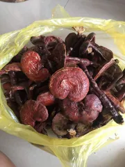 Nấm Lim Xanh, Thảo Dược Tự Nhiên, Hỗ Trợ Bồi Bổ Sức Khỏe, Nguyên Chất 100%