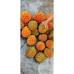 Dứa Dại Biển Chín (tươi) 5kg,10kg