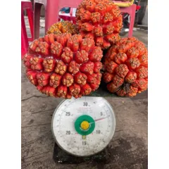 Dứa Dại Biển Chín (tươi) 5kg,10kg