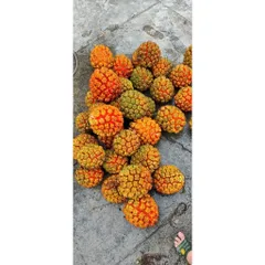 Dứa Dại Biển Chín (tươi) 5kg,10kg