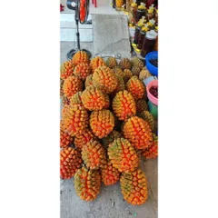 Dứa Dại Biển Chín (tươi) 5kg,10kg