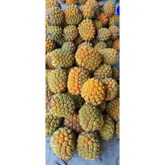 Dứa Dại Biển Chín (tươi) 5kg,10kg
