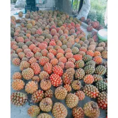 Dứa Dại Biển Chín (tươi) 5kg,10kg