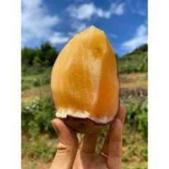 10kg Khoai sâm đất y tý Lào Cai khoai ngọt than nước