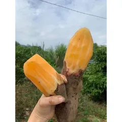 10kg Khoai sâm đất y tý Lào Cai khoai ngọt than nước
