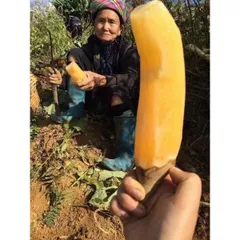 10kg Khoai sâm đất y tý Lào Cai khoai ngọt than nước