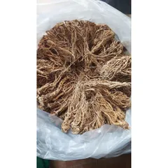 SÂM ĐƯƠNG QUY khô -🌿 SÂM VÀNG CỦA NGƯỜI VIỆT !!!