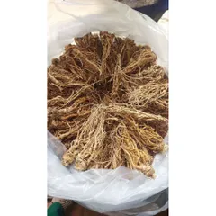 SÂM ĐƯƠNG QUY khô -🌿 SÂM VÀNG CỦA NGƯỜI VIỆT !!!