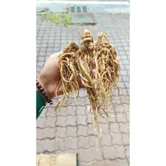 SÂM ĐƯƠNG QUY khô -🌿 SÂM VÀNG CỦA NGƯỜI VIỆT !!!