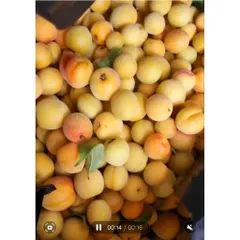 (10kg)Mơ Má Đào Mộc Châu