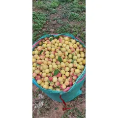 (10kg)Mơ Má Đào Mộc Châu