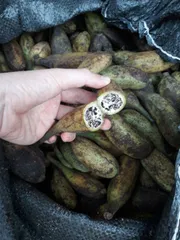 Combo 5kg Chuối Hột Rừng Tươi Tây Bắc Loại 1, Chuối Tươi Dùng Ngâm Tửu Bổ Sức Khỏe, Hỗ Trợ Tiêu Hóa