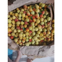 (5kg )Mơ Má Đào Sơn La, Trái Cây Tươi Ngon, Nguyên Chất, Đặc Sản Tây Bắc