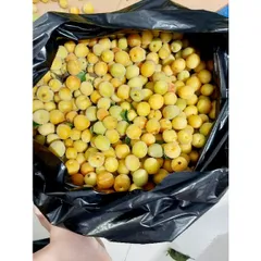 (5kg )Mơ Má Đào Sơn La, Trái Cây Tươi Ngon, Nguyên Chất, Đặc Sản Tây Bắc