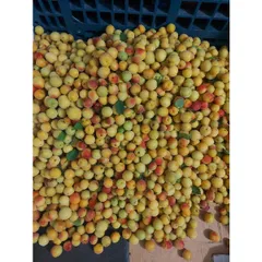 (5kg )Mơ Má Đào Sơn La, Trái Cây Tươi Ngon, Nguyên Chất, Đặc Sản Tây Bắc