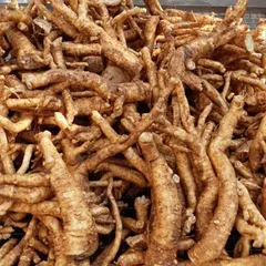 Rễ Đinh Lăng Già Nguyên Chất, Thảo Dược Bồi Bổ Sức Khỏe, Lưu Thông Khí Huyết, Đặc Sản Dân Gian