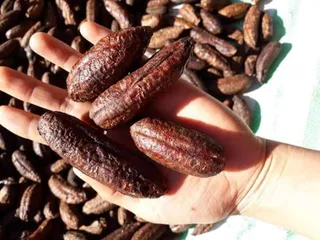 Chuối Hột Rừng, Chuối Nguyên Quả Chín Sấy Khô Lai Châu , Đặc Sản Tây Bắc, Tốt Cho Sức Khỏe