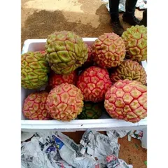 Na Rừng Tươi, Đặc Sản Núi Rừng Tây Bắc, Vị Chua Ngọt Tự Nhiên, Nguyên Liệu Ngâm Tửu