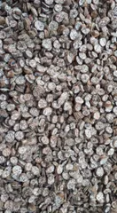 Chuối Hột Rừng Thái Nát, Thảo Dược Rừng Nguyên Chất, Hỗ Trợ Tiêu Hóa, Bổ Thận, Lợi Tiểu, Thanh Nhiệt Cơ Thể