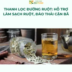 Phan Tả Diệp Sấy Khô nhuận tràng, hỗ trợ giảm táo bón và thanh lọc đường ruột Thảo Mộc Búp Xanh