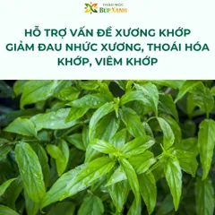 Cây xương khỉ khô 1kg cây bìm bịp thanh nhiệt giải độc, tăng sức đề kháng, hỗ trợ kháng viêm tự nhiên Thảo Mộc Búp Xanh