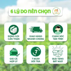 Kim tiền thảo khô 1kg cây mắt trâu khô hỗ trợ lợi tiểu, hỗ trợ sỏi thận, sỏi tiết niệu Thảo Mộc Búp Xanh