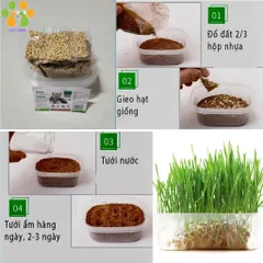 Hạt giống cỏ mèo tươi kèm đất và hộp trồng,hỗ trợ tiêu búi lông,tiêu hóa cho mèo 824813
