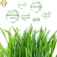 Hạt giống cỏ mèo tươi kèm đất và hộp trồng,hỗ trợ tiêu búi lông,tiêu hóa cho mèo 824813
