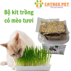 Hạt giống cỏ mèo tươi kèm đất và hộp trồng,hỗ trợ tiêu búi lông,tiêu hóa cho mèo 824813