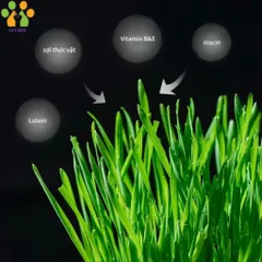 Hạt giống cỏ mèo tươi kèm đất và hộp trồng,hỗ trợ tiêu búi lông,tiêu hóa cho mèo 824813