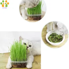 Hạt giống cỏ mèo tươi kèm đất và hộp trồng,hỗ trợ tiêu búi lông,tiêu hóa cho mèo 824813